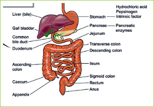 stomach ache what to eat to feel better