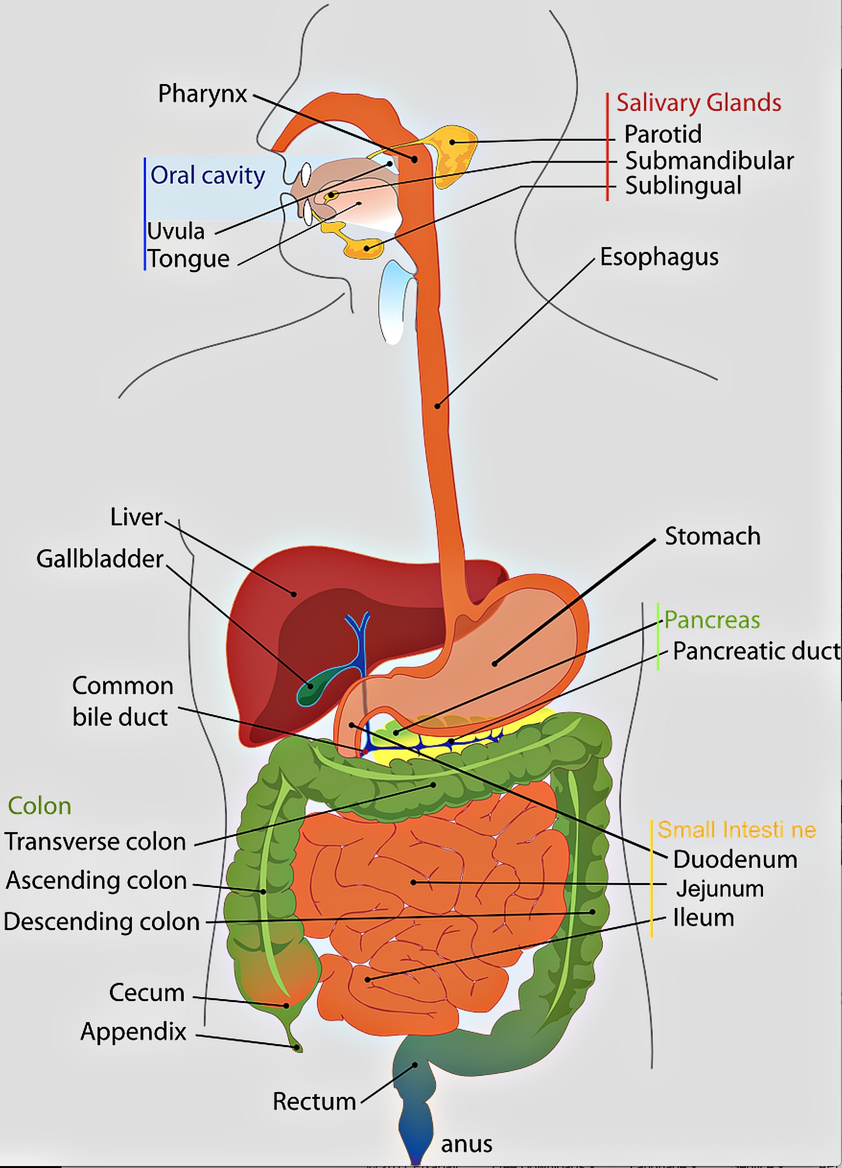 How does a HIDA scan work to diagnose gallbladder problems?