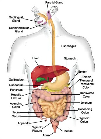 Organs involved in the process of digestion.