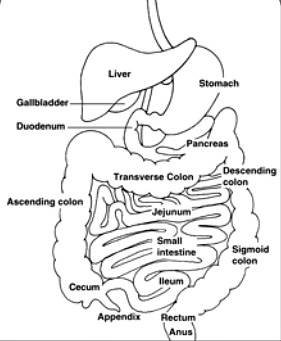the digestive tract
