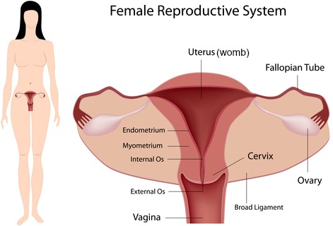 Why is sex pleasurable in humans