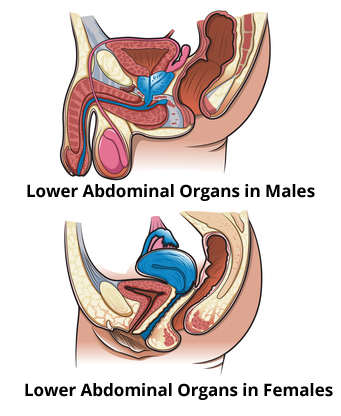 Lower Abdominal Organs - Male and Female