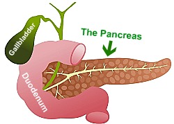 Pancreatitis refers to the inflammation of this organ, the pancreas