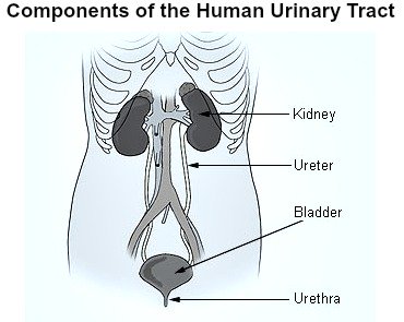 An IVU is used to investigate obstruction or other problems in the urinary tract.