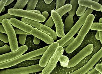 Bacteria overgrowth has been implicated as a possible contributing factor to ibs.