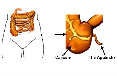 Actual position of the appendix in humans: The lower right abdomen.