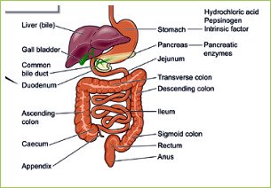 The gallbladder is that green pear shaped organ under the liver here.