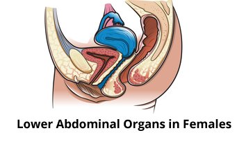 Lower abdominal organs in females