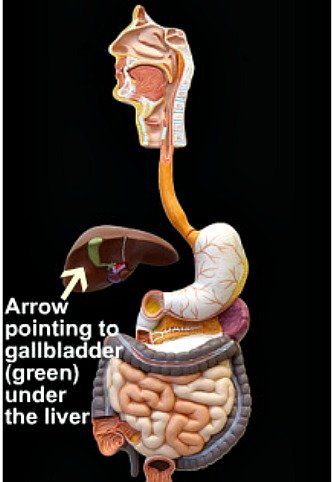 Picture of the human digestive tract, from the teeth to the rectum