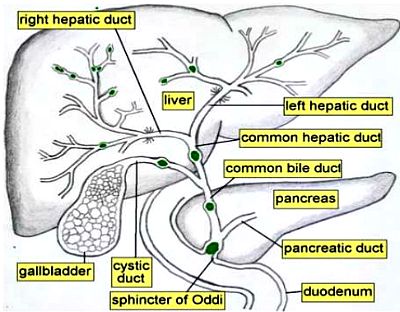 Diagram of the liver, bile and pancreas drainage system, also called hepato-biliary-pancreatic system.