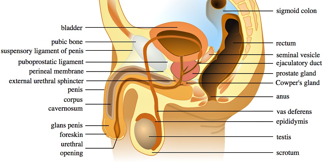 Testicular torsion is another common cause of abdominal pain in the young.