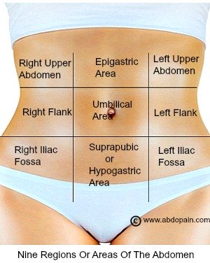 Areas of regions of the abdomen