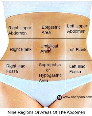 Regions of the abdomen