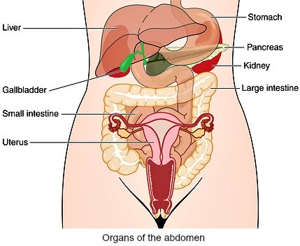 Organs of the human abdomen