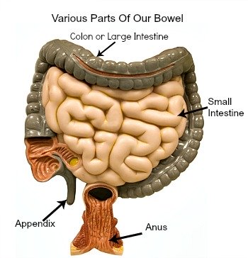 Epiploic Appendagitis Can Be Found On The Wall Of The Colon