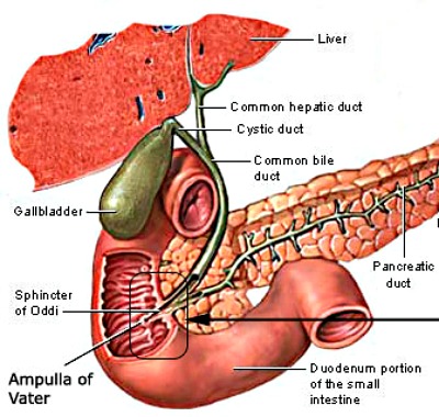 Sphincter of Oddi Dysfunction